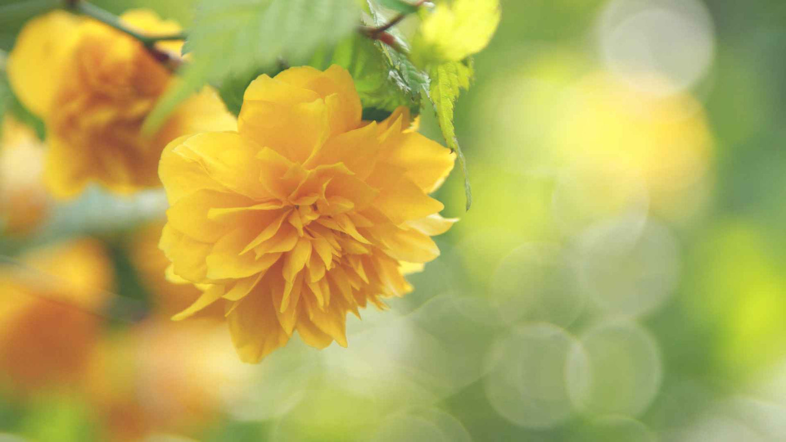 Gelbe Blumenblüte im Gleichgewicht