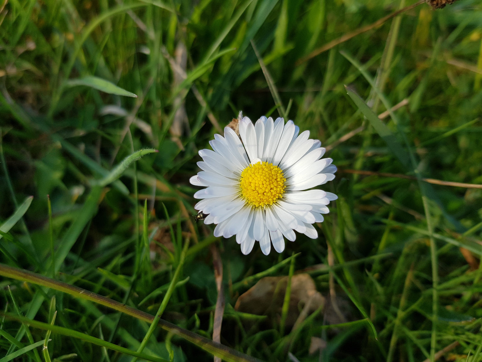 Gänseblümchen auf einer Wiese