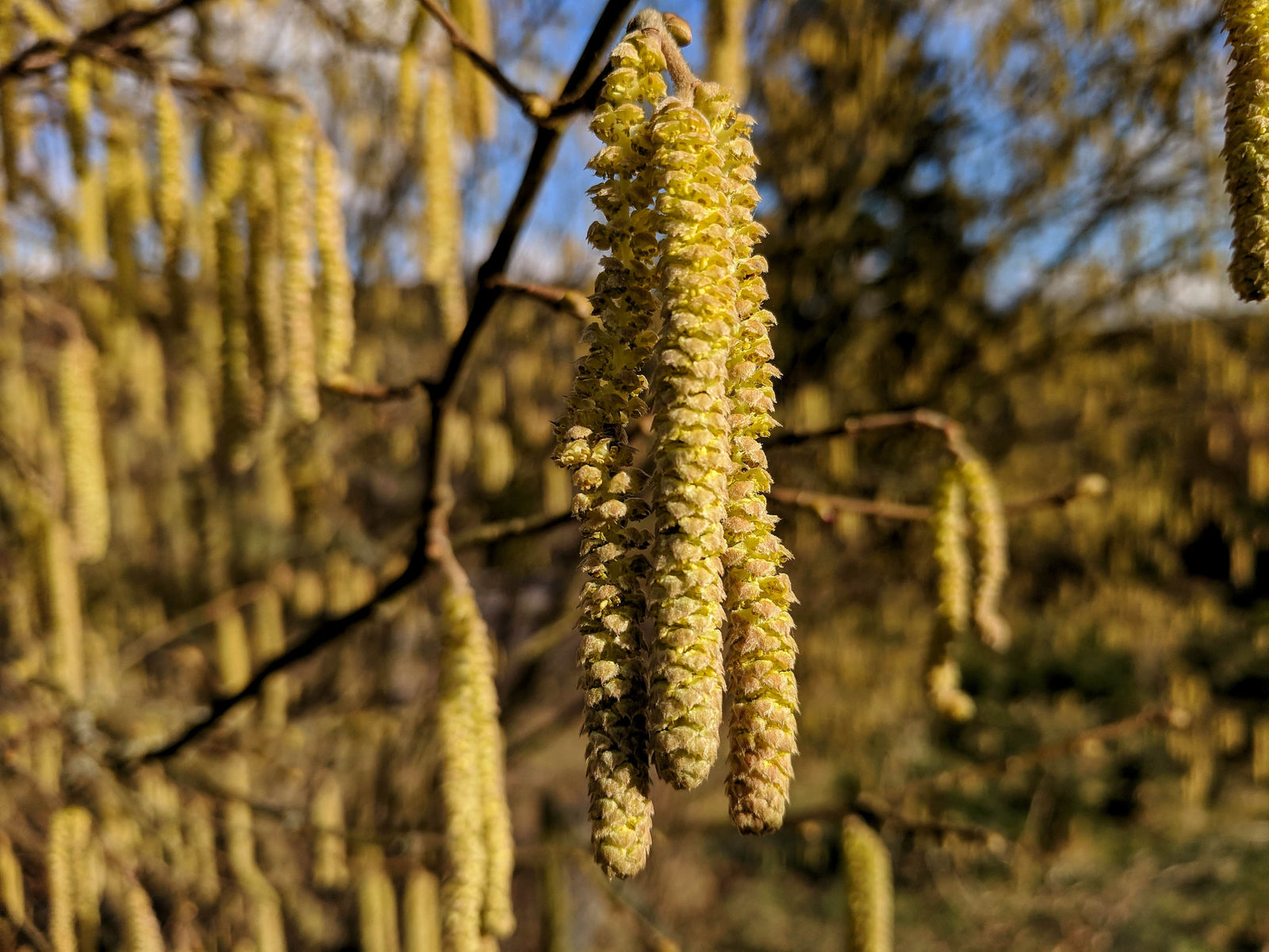 Blühender Baum in Frühlingszeit verursacht bei vielen Menschen Heuschnupfen