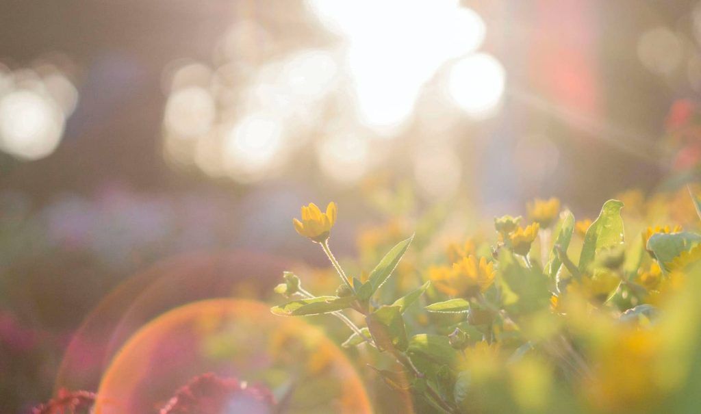 gelbe Blumen im Gegenlicht der Sonne. Zur Vitamin D Produktion braucht der Körper Sonnenlicht.